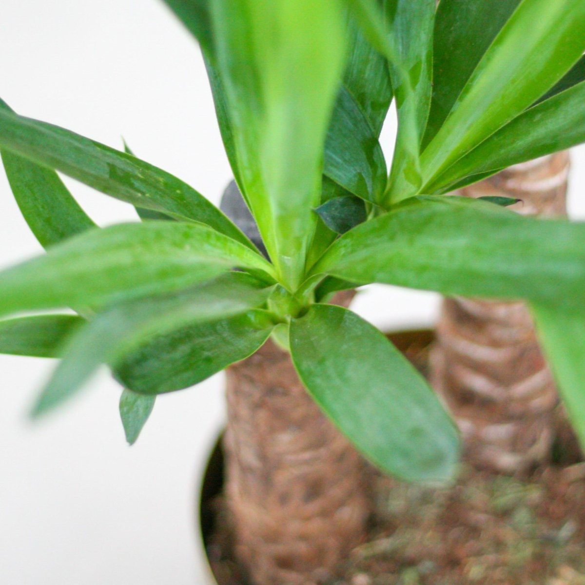 Yucca Elephantipes met pot 4 - LushLeaf | Online planten bestellen