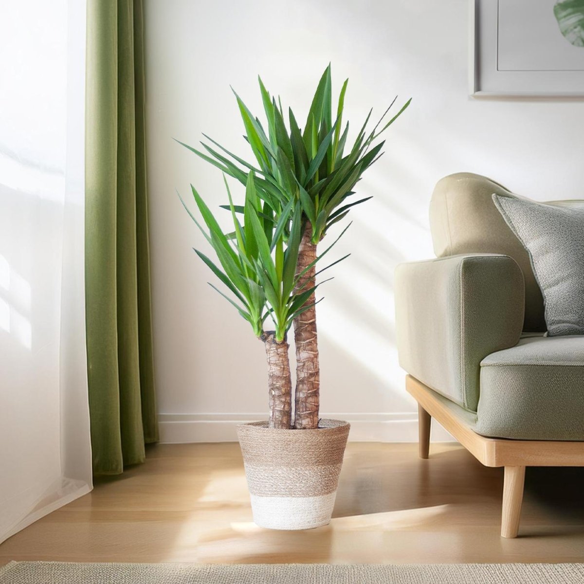 Yucca Elephantipes met pot 3 - LushLeaf | Online planten bestellen