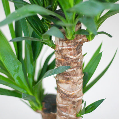 Yucca Elephantipes met pot 2 - LushLeaf | Online planten bestellen