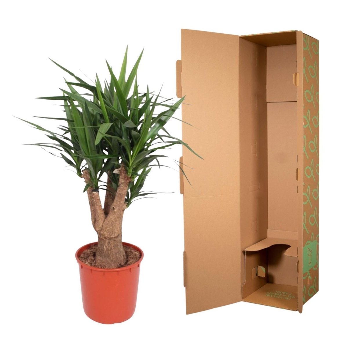 Yucca Elephantipes vertakt 5 - LushLeaf | Online planten bestellen