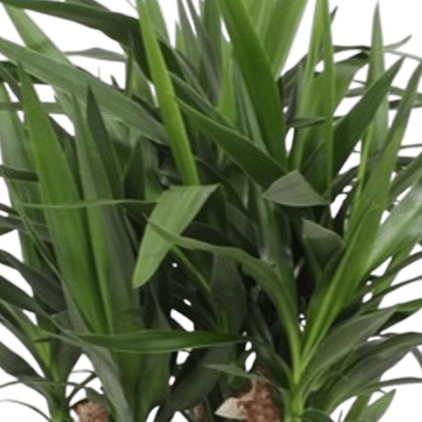 Yucca Elephantipes vertakt 2 - LushLeaf | Online planten bestellen