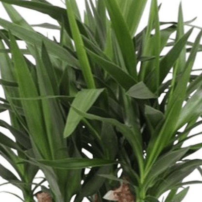 Yucca Elephantipes vertakt 2 - LushLeaf | Online planten bestellen