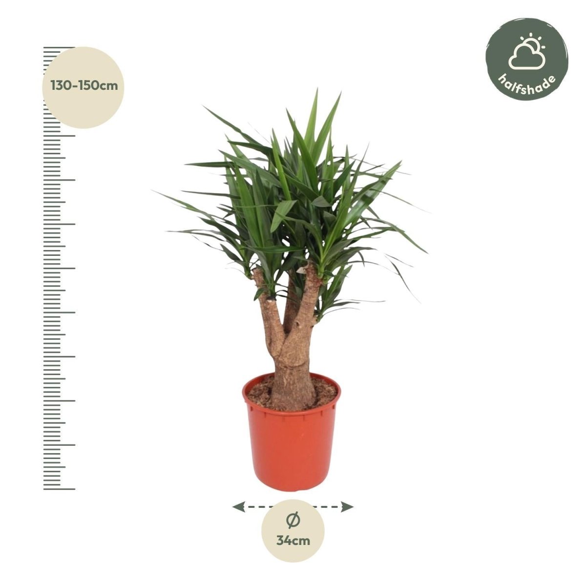 Yucca Elephantipes vertakt 4 - LushLeaf | Online planten bestellen