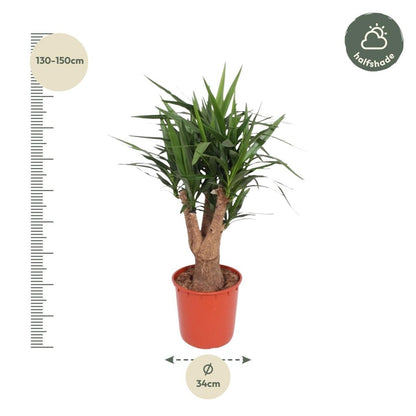 Yucca Elephantipes vertakt 4 - LushLeaf | Online planten bestellen