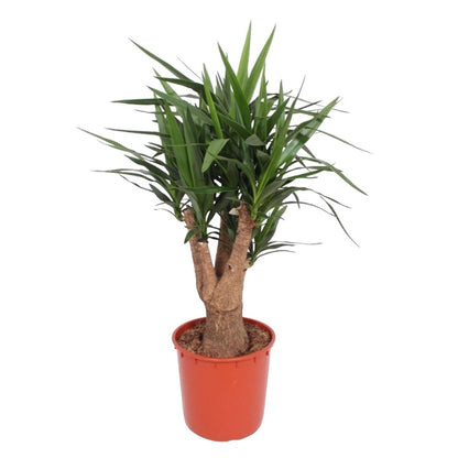 Yucca Elephantipes vertakt 1 - LushLeaf | Online planten bestellen