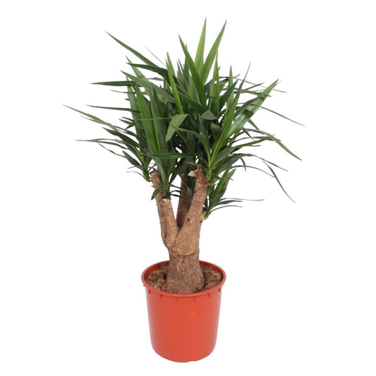Yucca Elephantipes vertakt 1 - LushLeaf | Online planten bestellen
