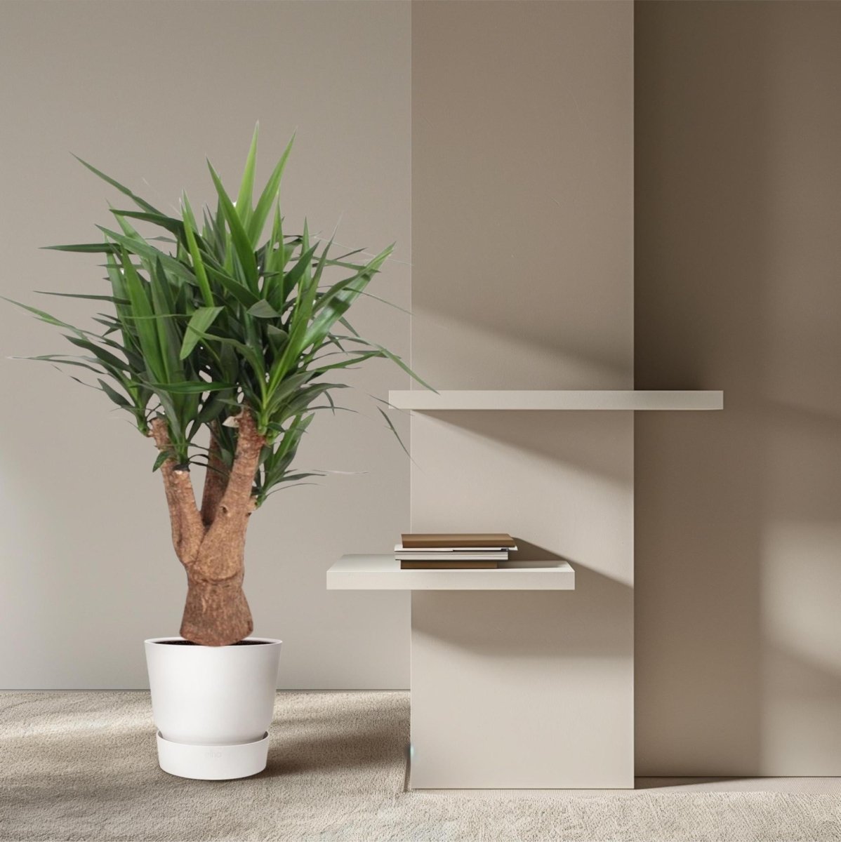 Yucca Elephantipes vertakt 3 - LushLeaf | Online planten bestellen