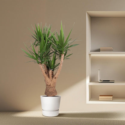 Yucca Elephantipes vertakt | XL 3 - LushLeaf | Online planten bestellen