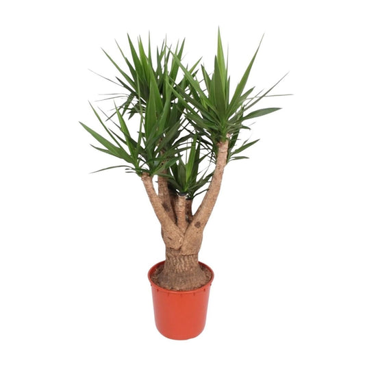 Yucca Elephantipes vertakt | XL 1 - LushLeaf | Online planten bestellen
