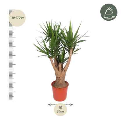 Yucca Elephantipes vertakt | XL 4 - LushLeaf | Online planten bestellen
