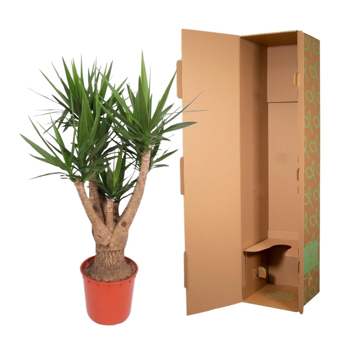 Yucca Elephantipes vertakt | XL 5 - LushLeaf | Online planten bestellen