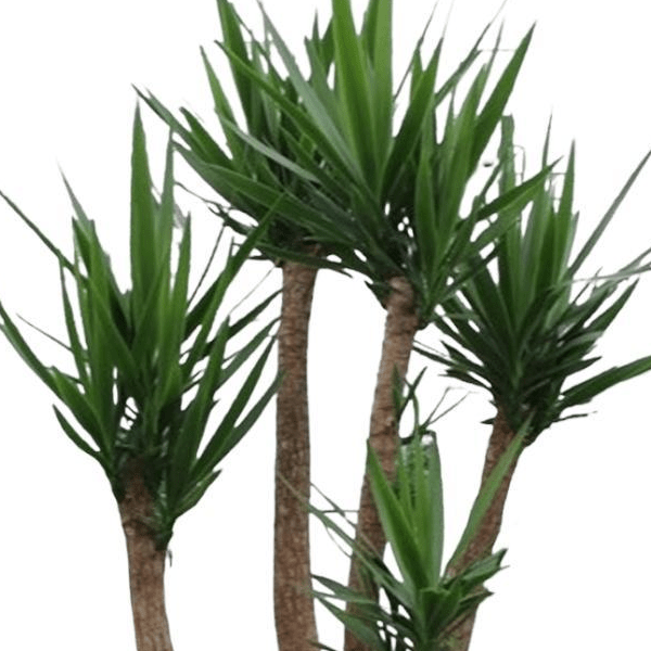Yucca Elephantipes vertakt | XXL 2 - LushLeaf | Online planten bestellen