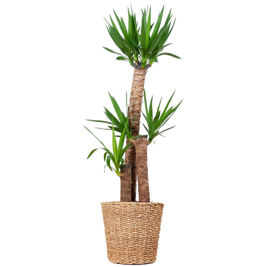 Yucca XL met pot 1 - LushLeaf | Online planten bestellen