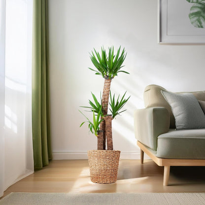 Yucca XL met pot 3 - LushLeaf | Online planten bestellen