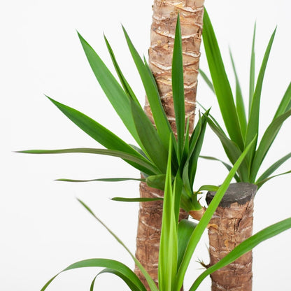 Yucca XL met pot 2 - LushLeaf | Online planten bestellen