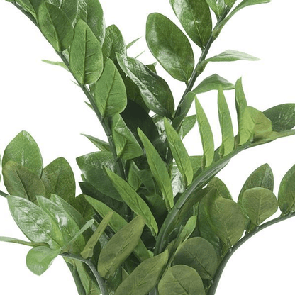Zamioculcas - Kamerpalm | Kunstplant 2 - LushLeaf | Online planten bestellen