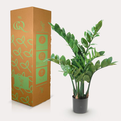 Zamioculcas - Kamerpalm | Kunstplant 4 - LushLeaf | Online planten bestellen