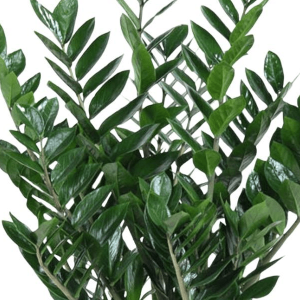 Zamioculcas Zamiifolia 2 - LushLeaf | Online planten bestellen