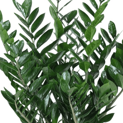 Zamioculcas Zamiifolia 2 - LushLeaf | Online planten bestellen