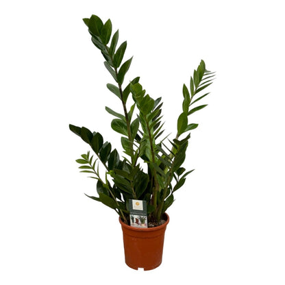 Zamioculcas Zamiifolia 1 - LushLeaf | Online planten bestellen