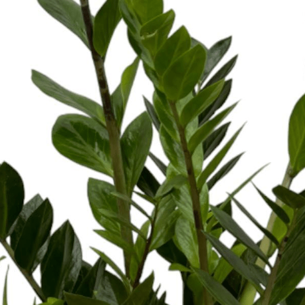 Zamioculcas Zamiifolia 2 - LushLeaf | Online planten bestellen