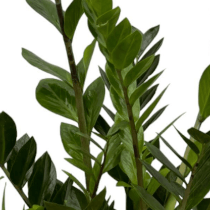 Zamioculcas Zamiifolia 2 - LushLeaf | Online planten bestellen