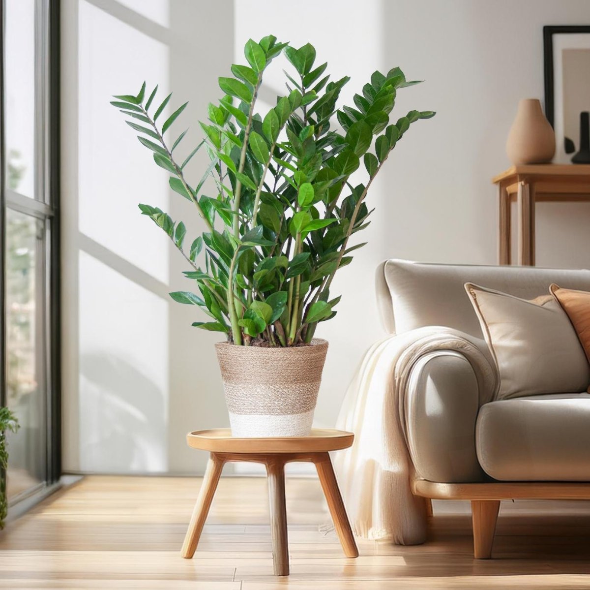 Zamioculcas Zamiifolia met pot 3 - LushLeaf | Online planten bestellen