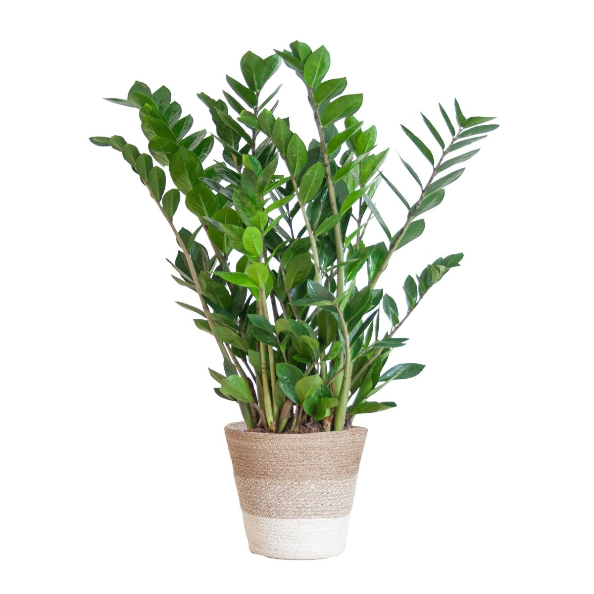 Zamioculcas Zamiifolia met pot 1 - LushLeaf | Online planten bestellen