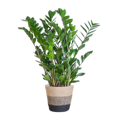 Zamioculcas Zamiifolia met pot 4 - LushLeaf | Online planten bestellen