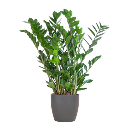 Zamioculcas Zamiifolia met pot 7 - LushLeaf | Online planten bestellen