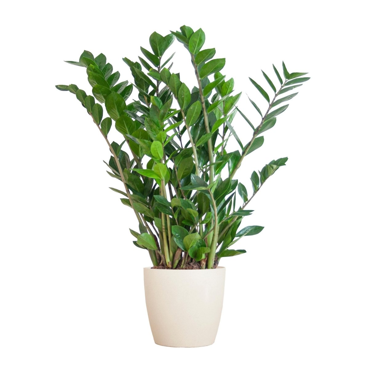 Zamioculcas Zamiifolia met pot 6 - LushLeaf | Online planten bestellen