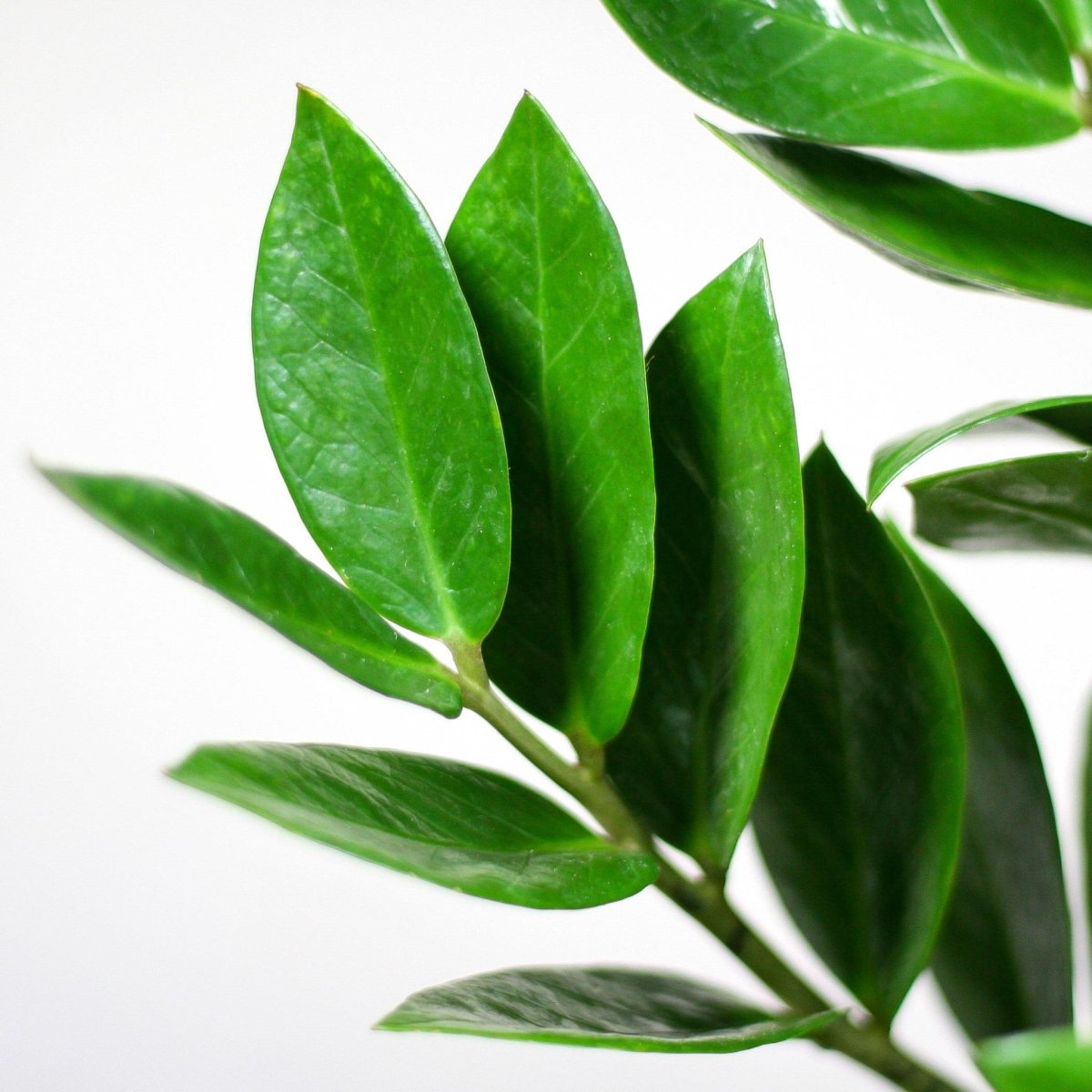 Zamioculcas Zamiifolia met pot 2 - LushLeaf | Online planten bestellen