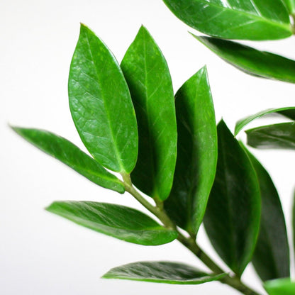 Zamioculcas Zamiifolia met pot 2 - LushLeaf | Online planten bestellen