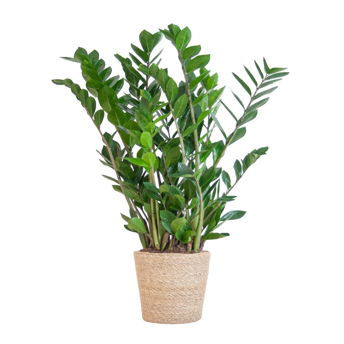 Zamioculcas Zamiifolia met pot 5 - LushLeaf | Online planten bestellen