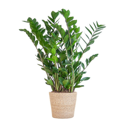 Zamioculcas Zamiifolia met pot 5 - LushLeaf | Online planten bestellen